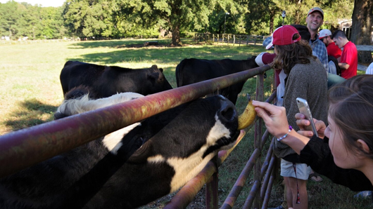 Visitors feeding cows bananas on a guided farm tour