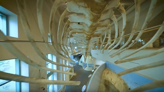 Screen capture of drone's perspective, flying through giant, hanging whale bones
