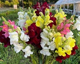 An up close look at a very full and colorful bouquet made of white, red, yellow and pink snapdragons