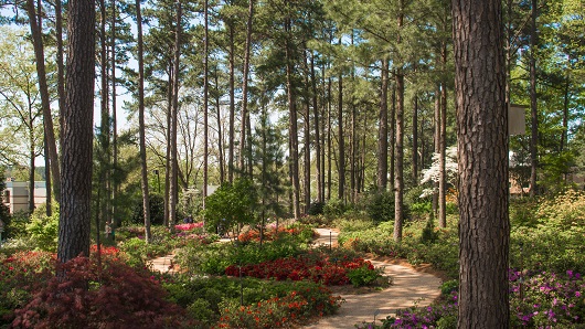 Tall pine trees providing shade to gravel walking paths lined by red, orange and pink azaleas