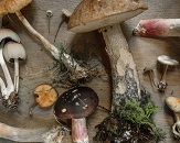 A variety of different mushrooms of all colors and sizes displayed on a beige canvas with a top-down view