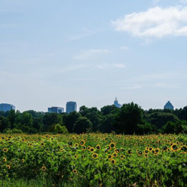 A large sunflower field with the downtown Raleigh skyline in the background