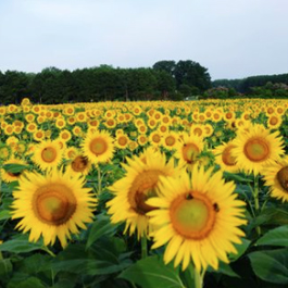 Giant sunflower field under a clear summer sky