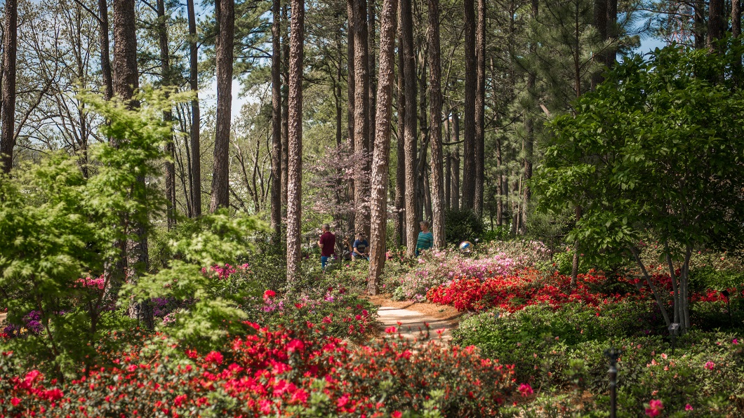 WRAL Azalea Gardens pictured in early April, with red and pink flowers dotting a green landscape that has a narrow dirt path cutting through azaleas and tall pine trees