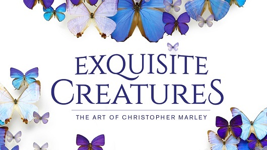 Exquisite Creatures: The Art of Christopher Marley graphic with blue, white and purple butterflies surrounding the exhibit name