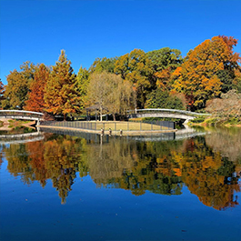 Beautiful fall foliage with a pond with bridges in the foreground