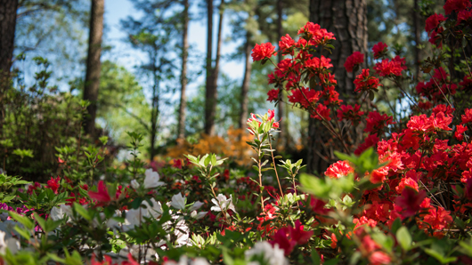 Beautiful, red azaleas at the WRAL Azalea Gardens