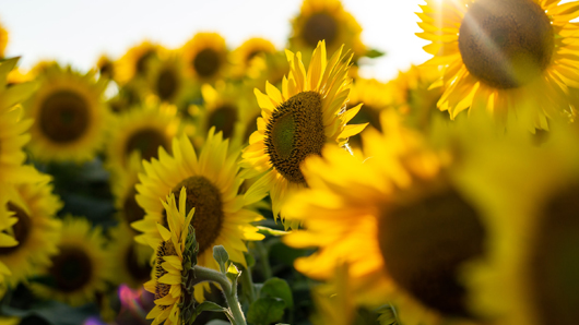 Close-up photo of sunflowers