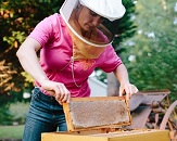 Beekeeper wearing protective head covering checking for honey