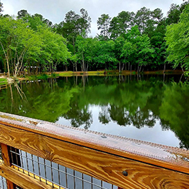 View of a pond from a wooden, elevated boardwalk over the water