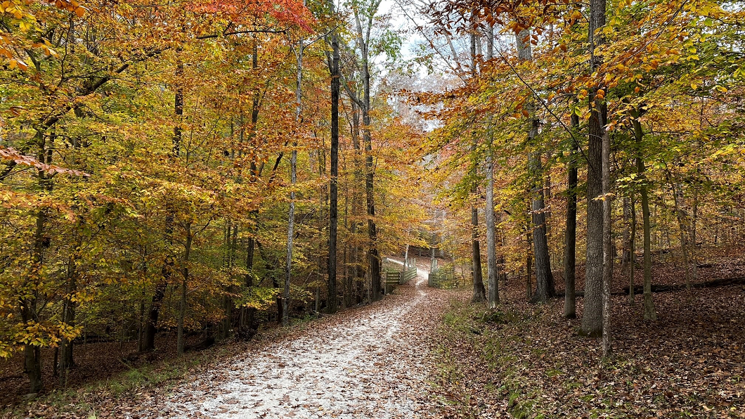 A look down the crushed gravel trail within Umstead State Park, a path about 10 feet wide lined by tall trees with yellow and orange foliage. In the distance, the path winds to the left and starts up a steep hill. Lots of leaves are on the ground.