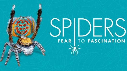 A promotional image for a new museum exhibition titled "SPIDERS: Fear to Fascination" with a turquoise background and a colorful spider on the left side