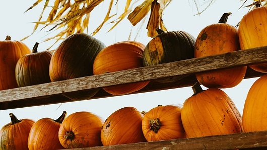 Wooden shelves lined with small pumpkins
