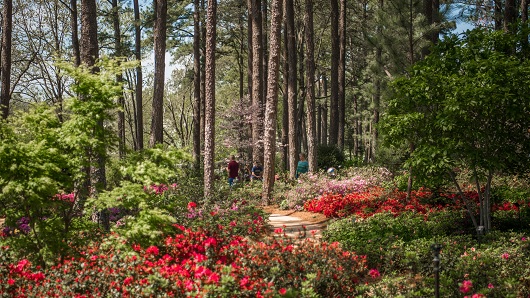 The WRAL Azalea Gardens in bloom, with pink and red hues especially bright, with dirt paths snaking their way through bushes and trees in a serene scene