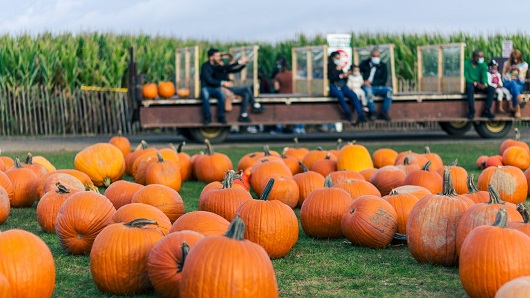 In the foreground dozens of large pumpkins sit on a patch of green grass, while a hayride with several groups of people passes in the background in front of tall corn stalks