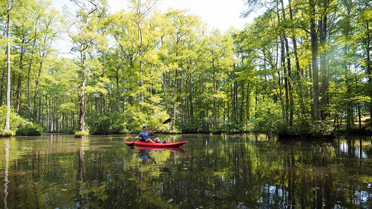 Kayaker in blue shirt with red kayak paddles through swamp-looking nature preserve, surrounded by tall trees and still water