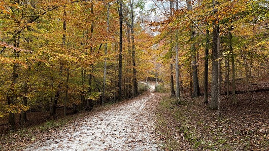 A look down the crushed gravel trail within Umstead State Park, a path about 10 feet wide lined by tall trees with yellow and orange foliage. In the distance, the path winds to the left and starts up a steep hill. Lots of leaves are on the ground.