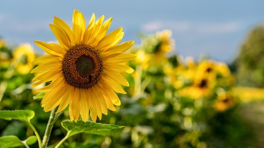 Medium yellow sunflower stands out in focus in the foreground of a larger sunflower field on a sunny day with blue skies