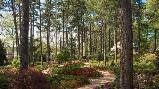 A pathway through a forest of azaleas and pine trees