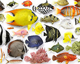 A colorful display of fish