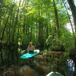 A woman kayaking through a beautiful, lush, dismal swamp