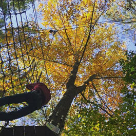View from the ground up towards a tree with yellow leaves, and a person can be seen belaying up a tree