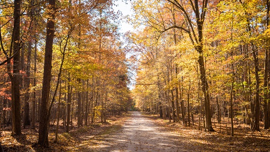 Looking down an empty multi-use trail that travels straight ahead, surrounded on both sides by thick woods showing peak fall colors of mostly yellow and some orange