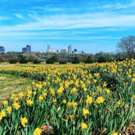 Beautiful, yellow tulips at Dorothea Dix Park with the downtown Raleigh skyline in the background